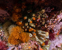 Eudistylia polymorpha (Feather Duster Worm)