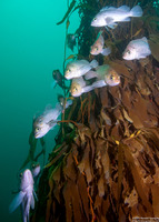 Sebastes atrovirens (Kelp Rockfish)