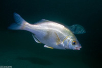 Rhacochilus toxotes (Rubberlip Seaperch)