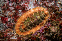 Mopalia ciliata (Hairy Chiton)