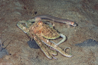 Ophidion scrippsae (Basketweave Cusk-Eel)