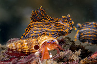 Pagurus retrorsimanus (Pagurus Retrorsimanus)