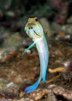 Opistognathus aurifrons (Yellowhead Jawfish)