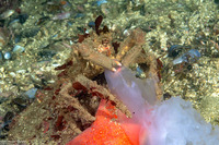 Loxorhynchus crispatus (Masking Crab)