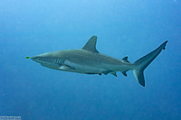 Naucrates ductor (Pilot Fish)