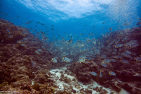 Symphorichthys spilurus (Sailfin Snapper)
