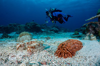 Thelenota anax (Amberfish Sea Cucumber)