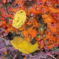 Rostanga pulchra (Red Sponge Dorid)