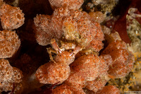 Scyra acutifrons (Sharpnose Crab)