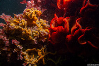 Primavelans insculpta (Fluted Bryozoan)
