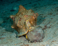 Metalia spatagus (Mauve Heart Urchin)