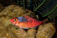 Cirrhitichthys oxycephalus (Pixy Hawkfish)