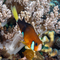 Amphiprion clarkii (Clark's Anemonefish)