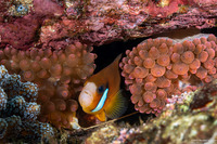 Entacmaea quadricolor (Bubble-Tip Anemone)