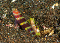 Alpheus sp.1 (White Saddle Snapping Shrimp)