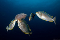 Crambione mastigophora (Rhizostome Jellyfish)