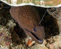 Urocaridella pulchella (Cave Cleaner Shrimp)