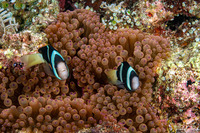 Entacmaea quadricolor (Bubble-Tip Anemone)
