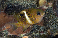 Chrysiptera biocellata (Twinspot Damsel)