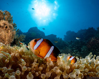 Entacmaea quadricolor (Bubble-Tip Anemone)