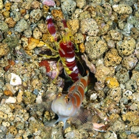 Amblyeleotris yanoi (Flagtail Shrimpgoby)