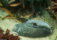 Mola mola (Ocean Sunfish)