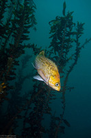 Sebastes atrovirens (Kelp Rockfish)
