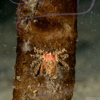 Scyra acutifrons (Sharpnose Crab)
