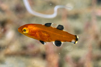 Semicossyphus pulcher (California Sheephead)