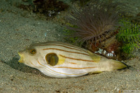 Arothron manilensis (Striped Puffer)