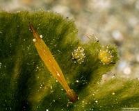 Costasiella kuroshimae (Kuro Sapsucking Slug)