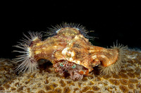 Dardanus pedunculatus (Anemone Hermit Crab)