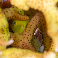 Trapezia guttata (Spotted-Leg Guard Crab)