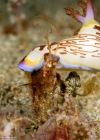 Phyllochaetopterus sp.2 (Phyllochaetopterus sp.2)