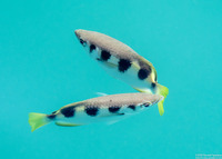 Toxotes jaculatrix (Banded Archerfish)