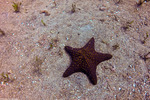 Pentaceraster