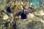 Sea Urchins