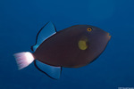 Balistidae