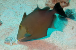 Balistidae