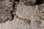 Sea Cucumbers
