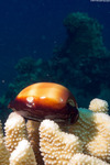 Luriinae
