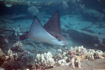 Aetobatus