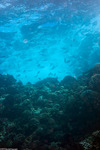 Kuhlia