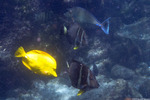 Acanthuridae