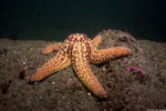 Asteriidae