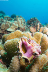 Muricidae