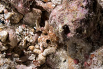 Crabs