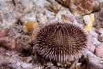 Toxopneustidae