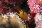 Corals