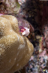 Pylopaguropsis